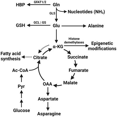 Differential glutamine metabolism in the tumor microenvironment – studies in diversity and heterogeneity: A mini-review